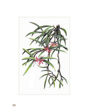 Load image into Gallery viewer, A Sketchbook of Philippine Garden Orchids